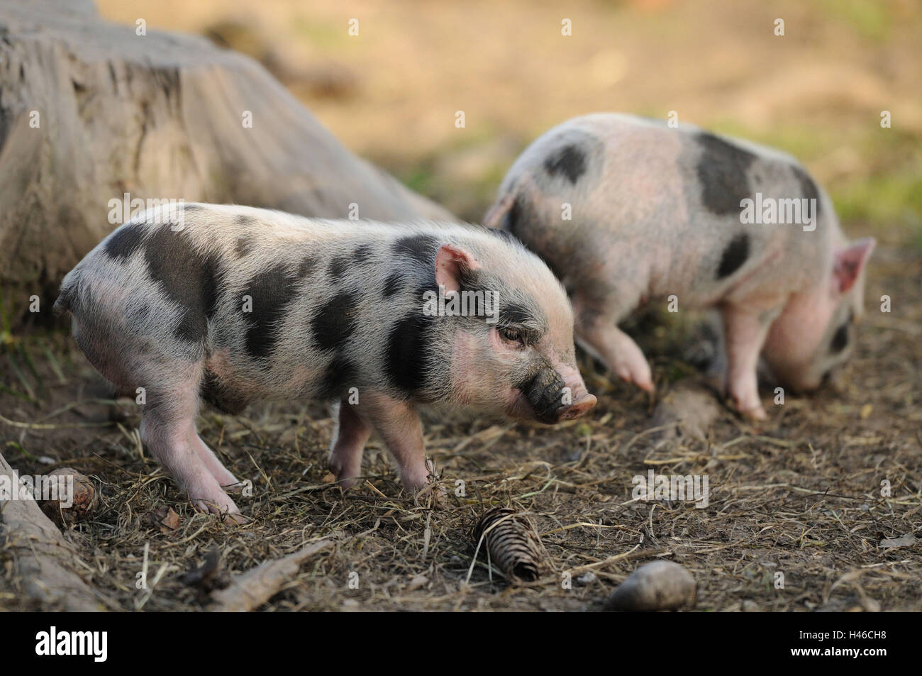 Vietnamesische hängenden Bauch Schwein, Ferkel, Seitenansicht, Ständer, Stockfoto