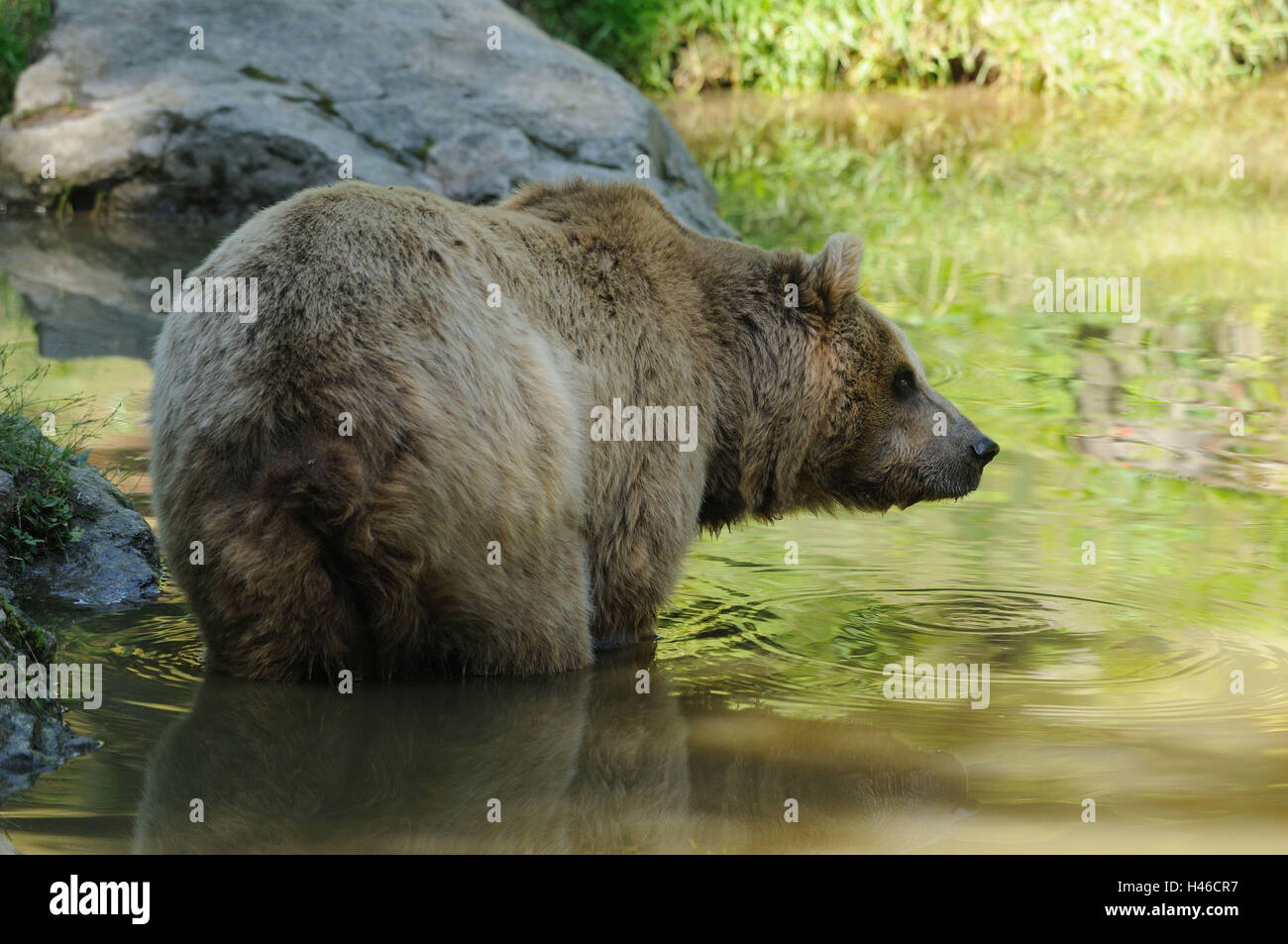 Brauner Bär, Ursus Arctos, Seitenansicht, haben ein Bad, gehen, Wasser, Ufer, Stockfoto