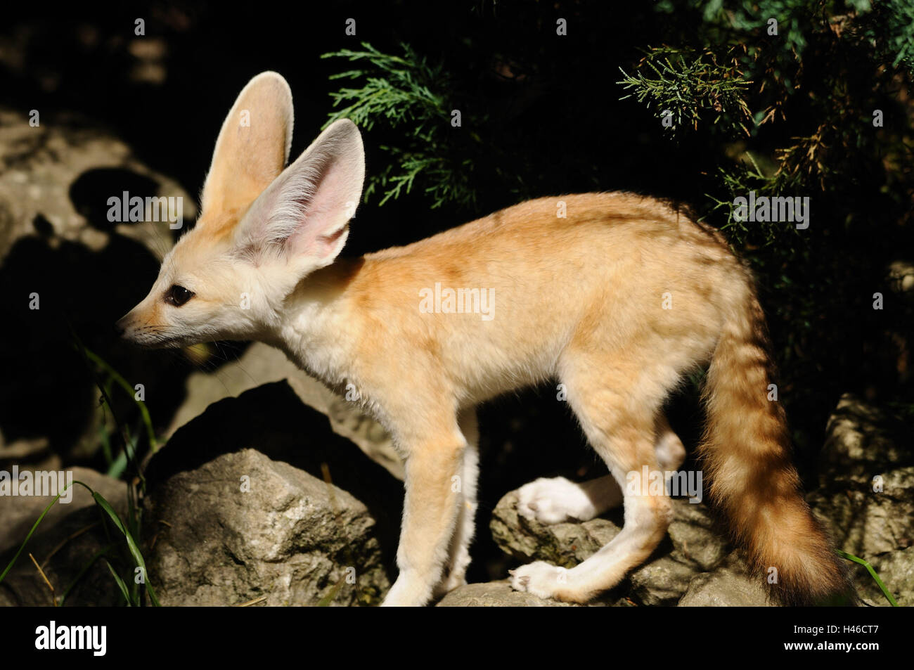 Fennek, Vulpes Zerda, Seitenansicht, Ständer, Stockfoto