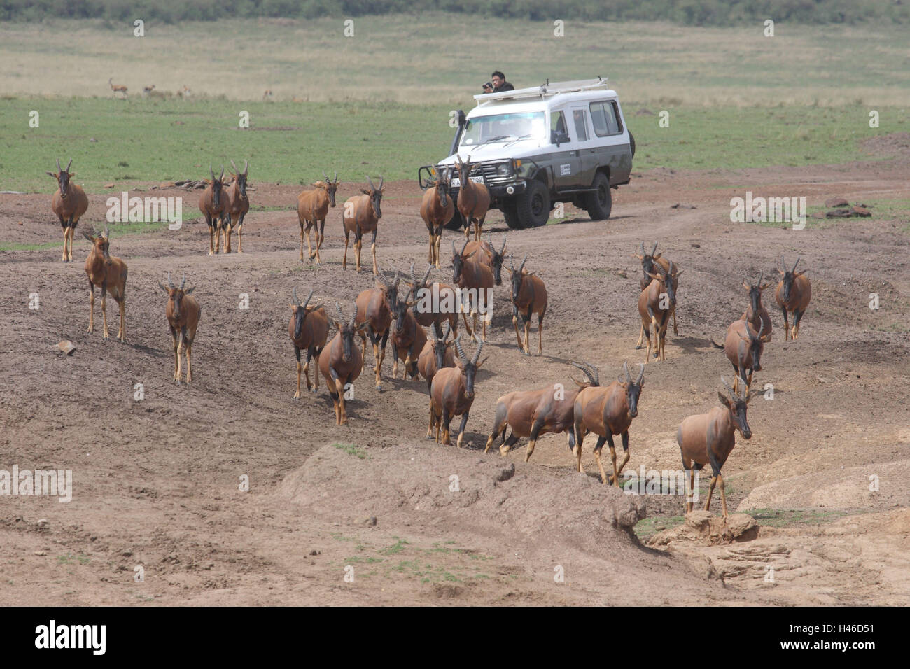 Kuh Antilopen, Steppe, Jeep Safari, Stockfoto