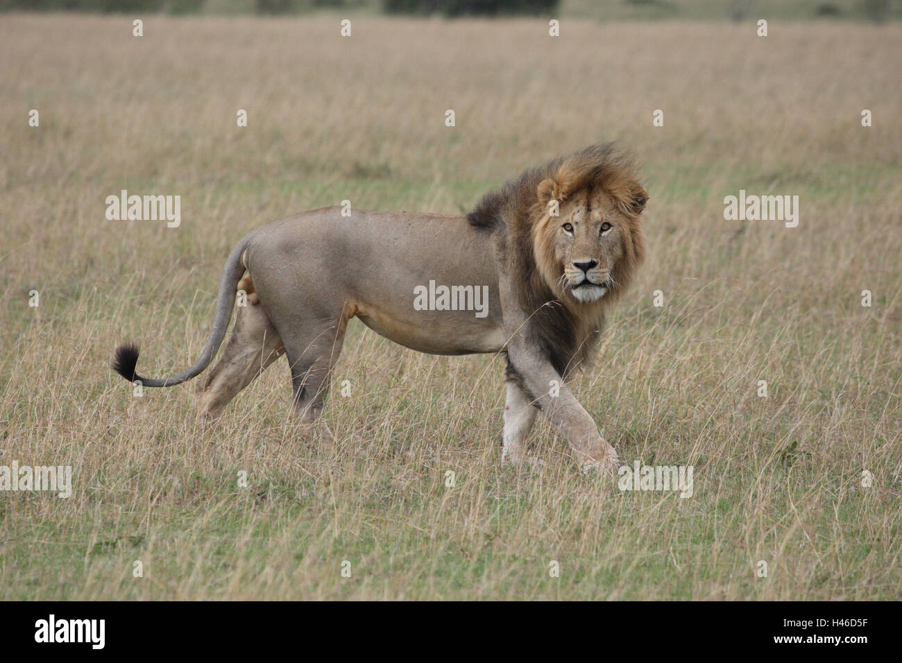 Löwe, kleiner Mann in der Savanne, Stockfoto