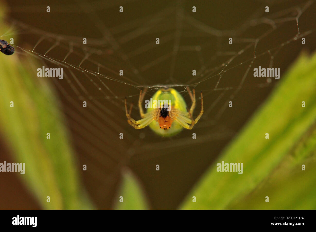 Kürbis Spinne im Netz, frontal, Stockfoto