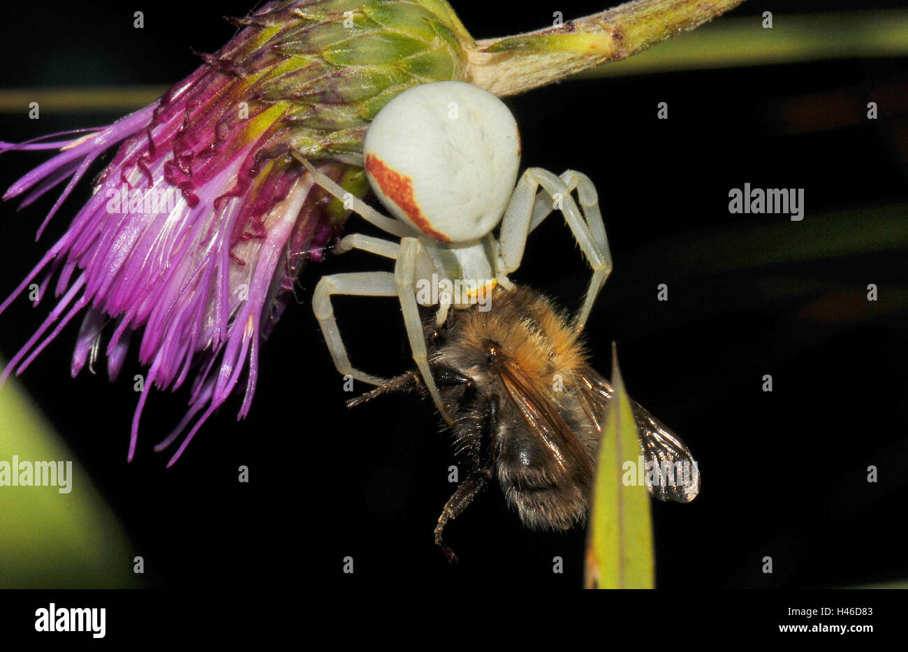 Variable Krabbe Pin, Weibchen mit Beute, Hummel, lila Distel, Stockfoto