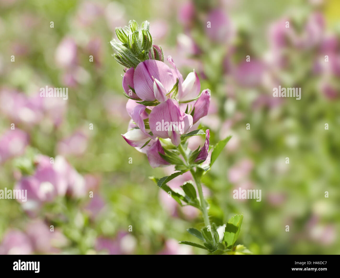 Hauhechel, Ononis Spinosa, Hülsenfrüchte, Mitteleuropa, Stockfoto