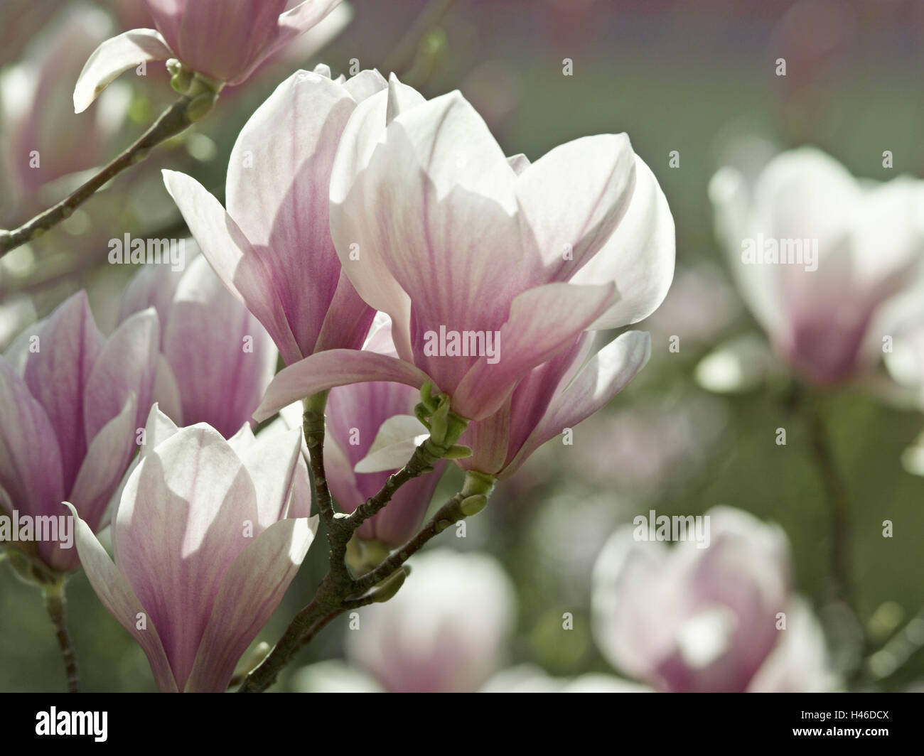 Magnolie, Magnolia Liliiflora, Blüten, mittlere close-up, Stockfoto