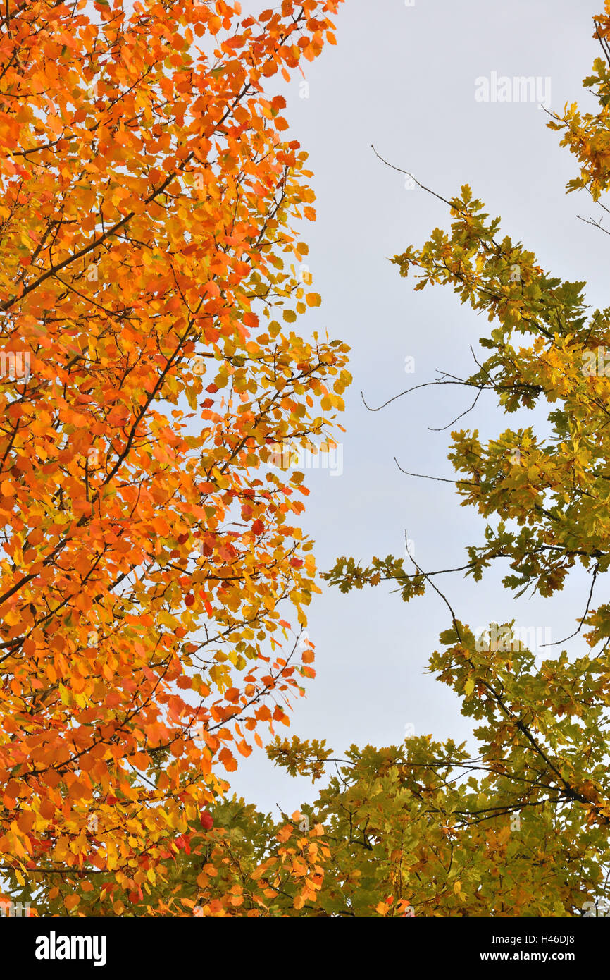 Bäume, Herbstlaub, Stockfoto
