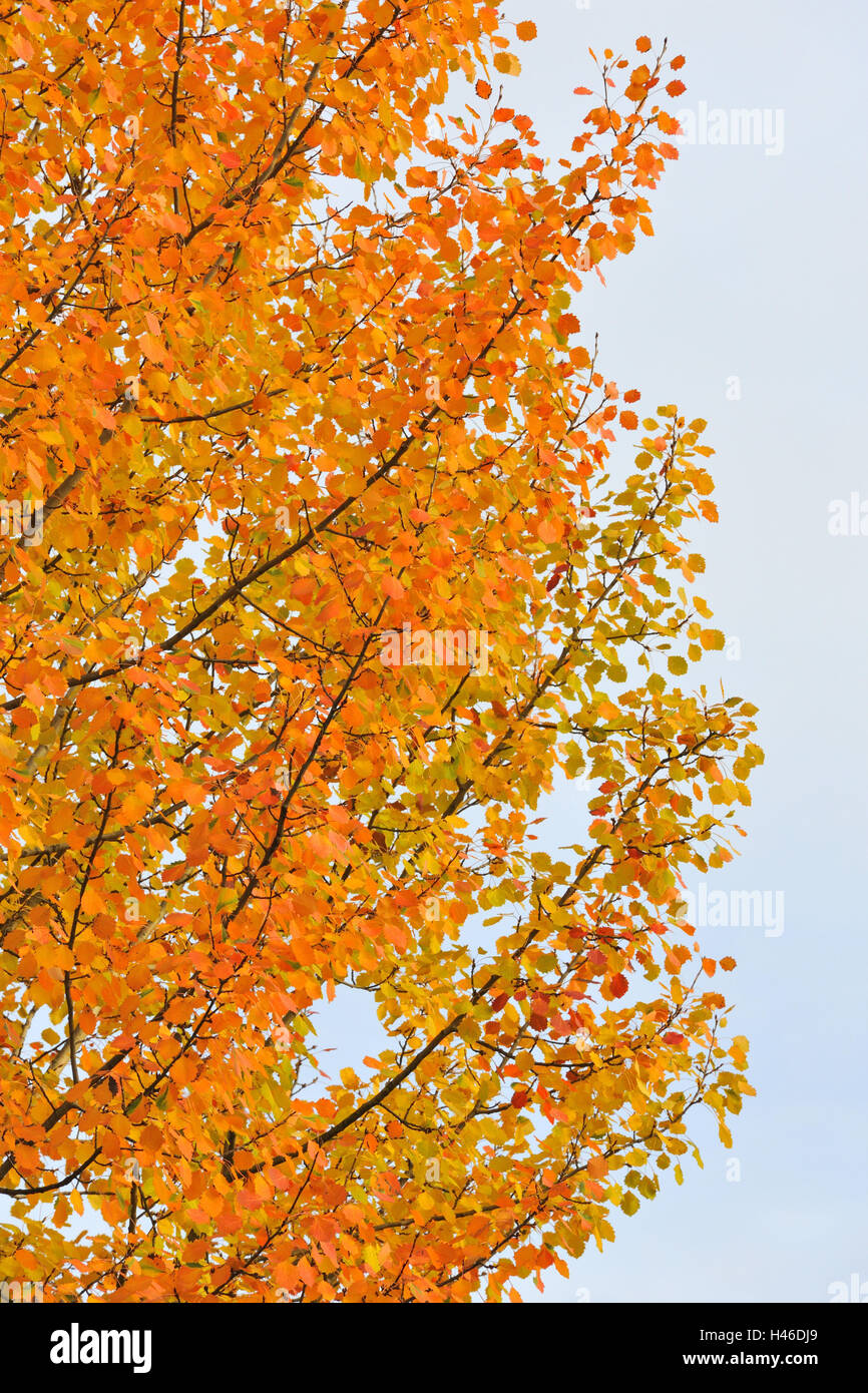 Bäume, Herbstlaub, Stockfoto