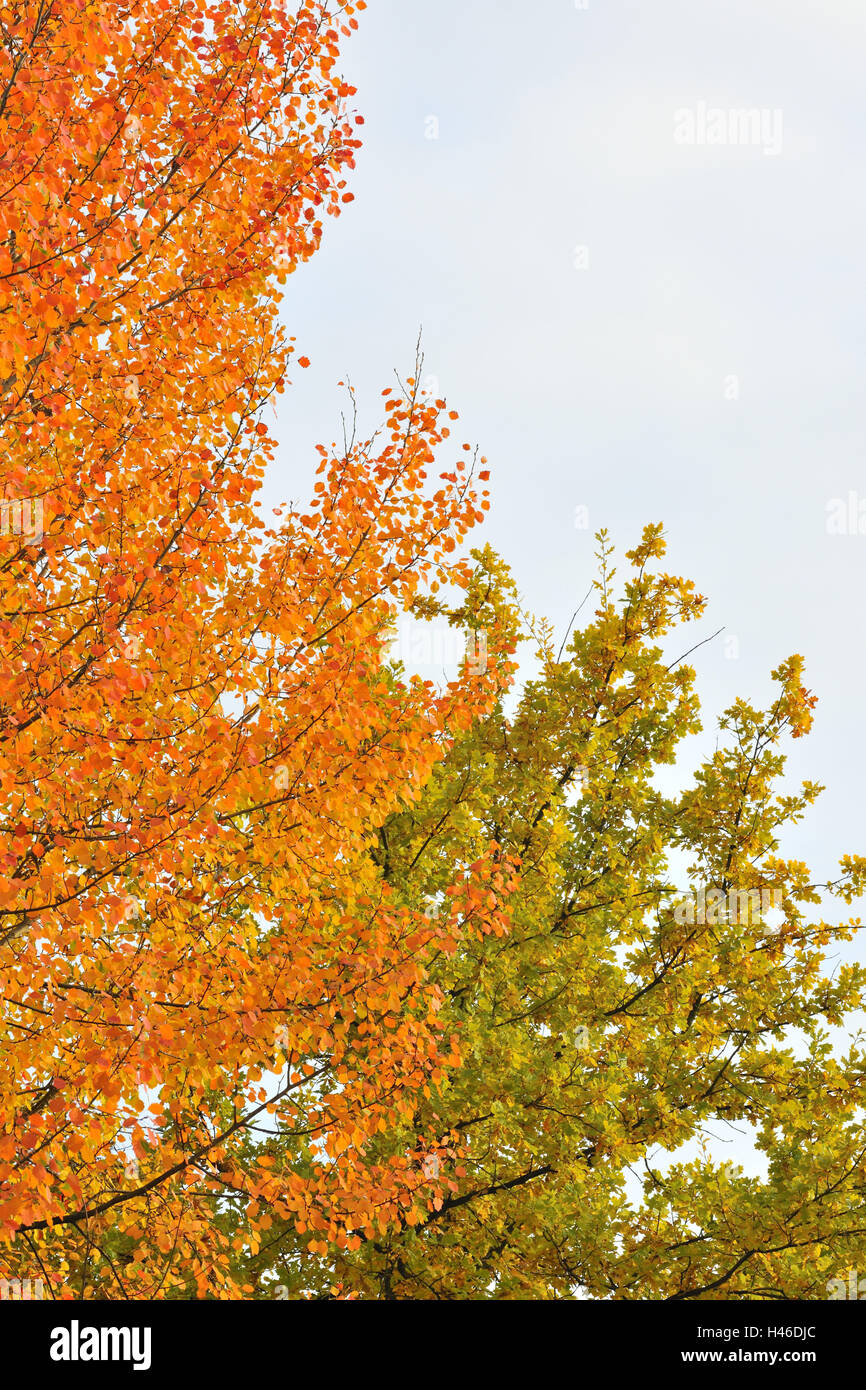 Bäume, Herbstlaub, Stockfoto