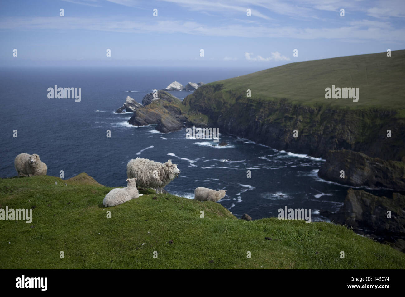 Shetland-Inseln, Insel Unst, Hermaness, rock Muckle Flugga, Schafe, Stockfoto