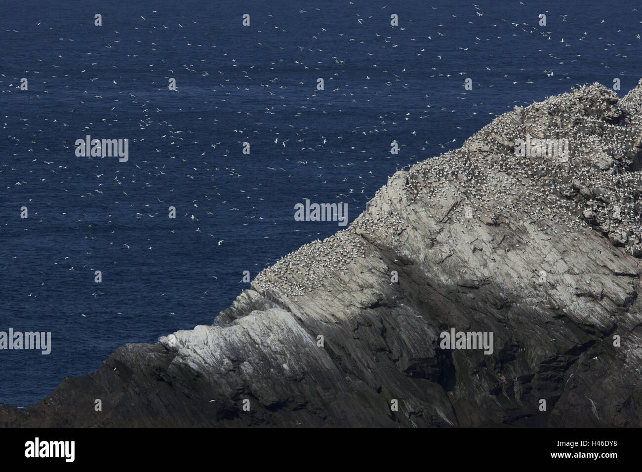 Shetland, Insel Unst, Kap Hermaness, rock Muckle Flugga, Vögel, Brut Kolonie, Stockfoto