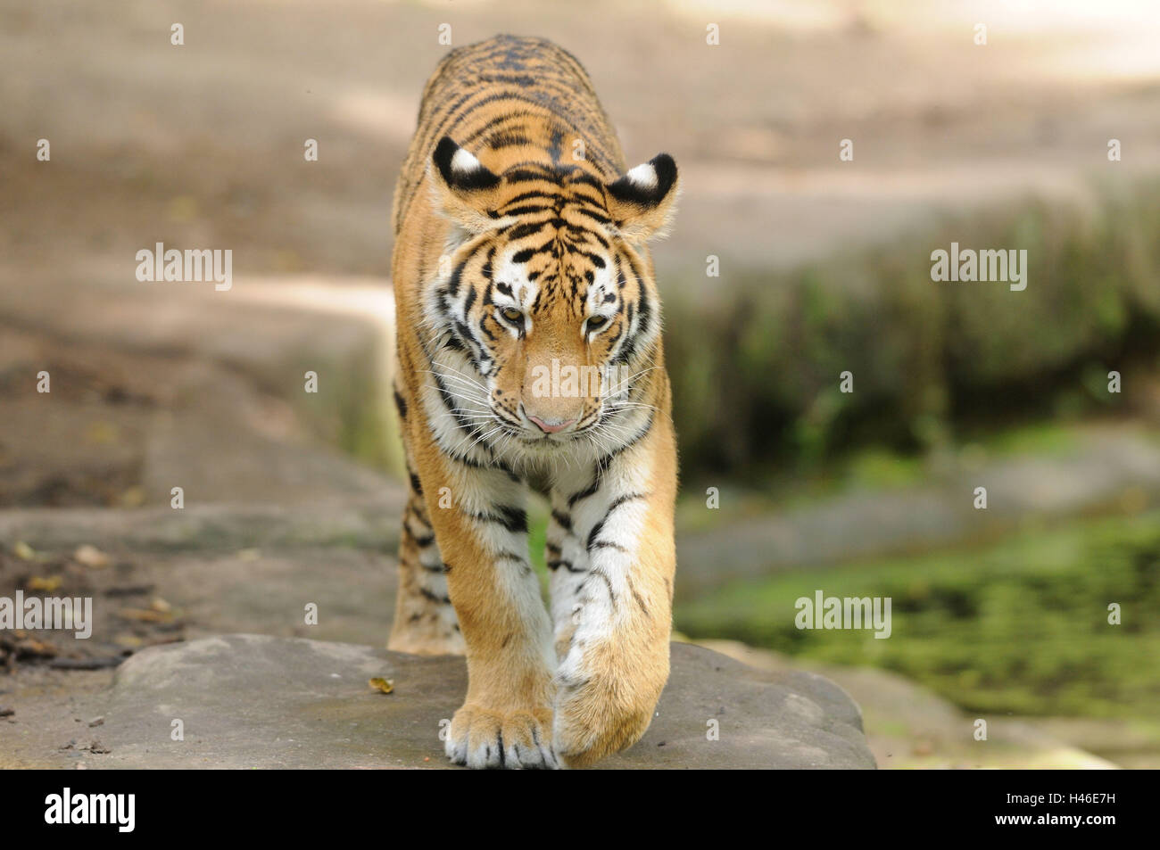 Sibirische Tiger, Panthera Tigris Altaica, frontal, gehen, Blick auf die Kamera, Stockfoto