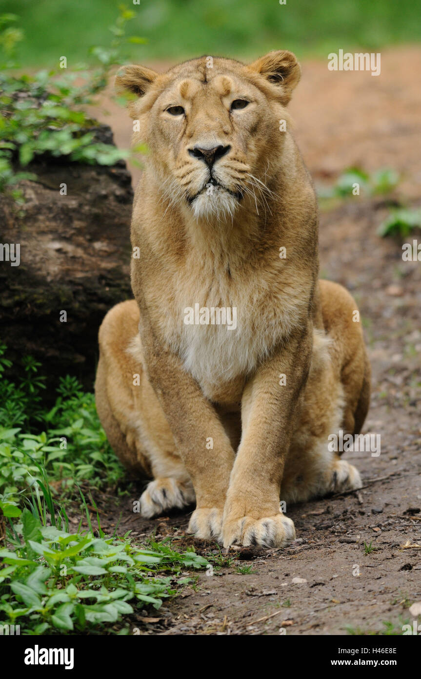 Asiatischen Löwen, Panthera Leo Persica, Frauen, Kopf, sitzen, sehen Sie in der Kamera Stockfoto