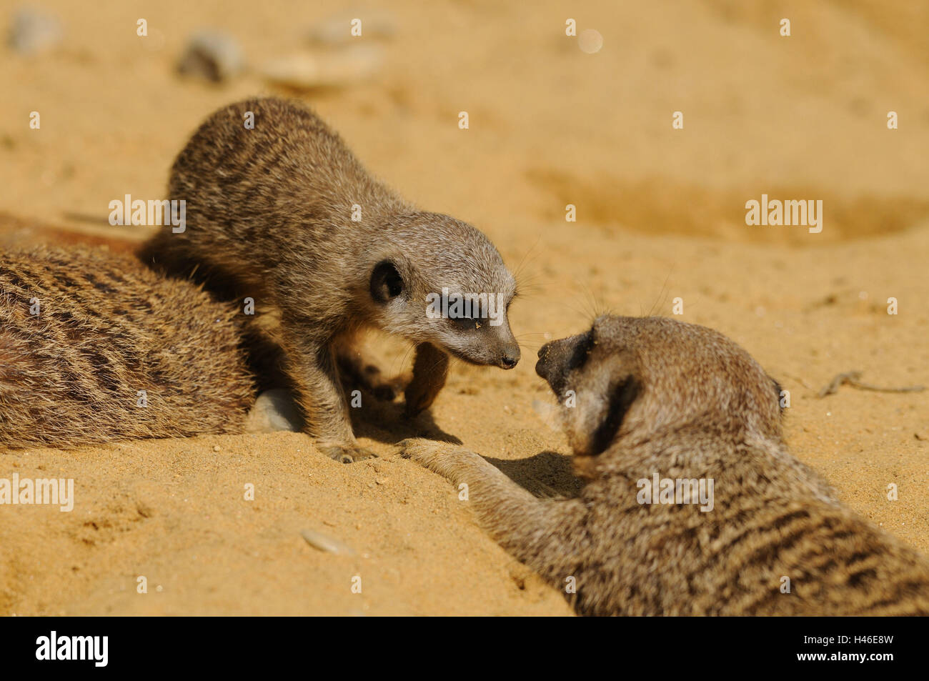 Der Erde wenig Männer, Suricata Suricatta, Sand, Stockfoto