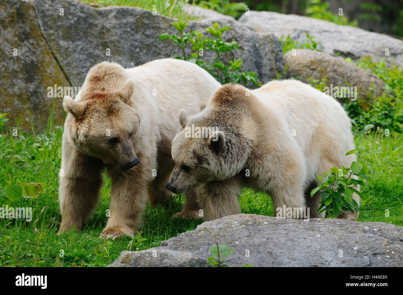 Grizzly-Bären, Ursus Arctos Horribilis, Wiese, Seitenansicht, Ständer, Stockfoto