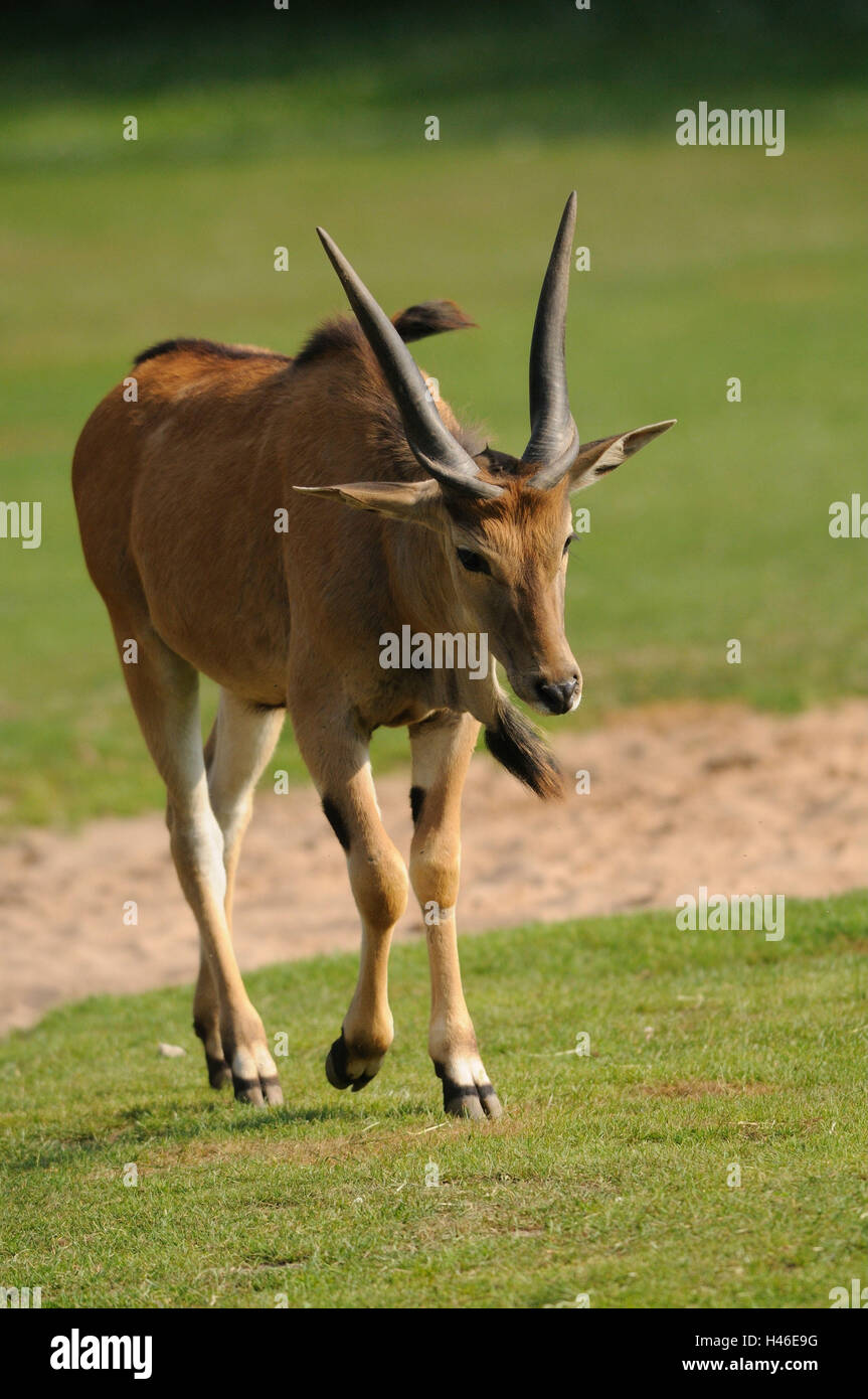 Elch Antilope, Tauro Oryx, Wiese, frontal, gehen, Blick auf die Kamera, Stockfoto