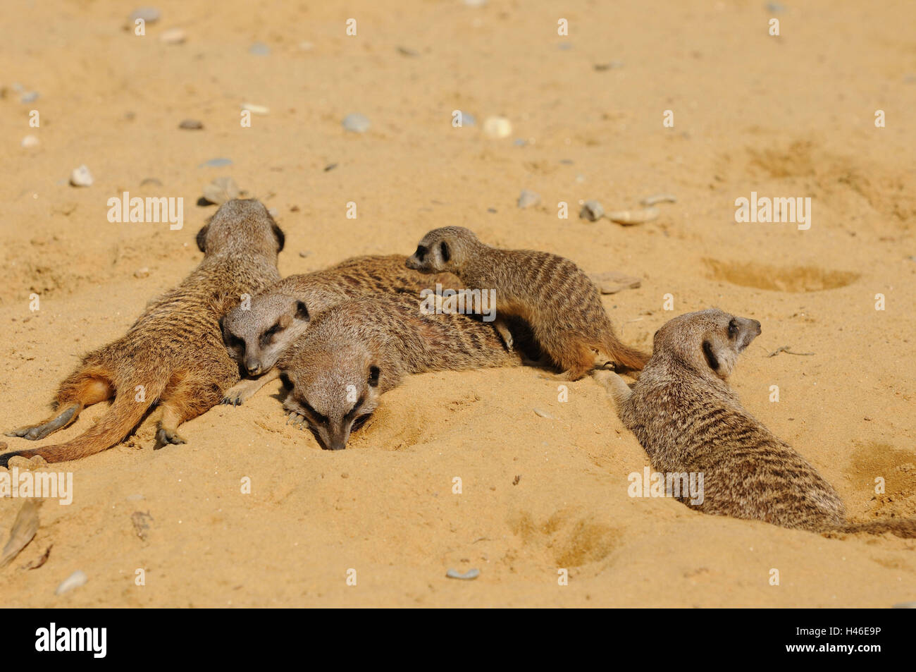 Erde, kleine Männer, Suricata Suricatta, Sand, liegen, schlafen, Stockfoto