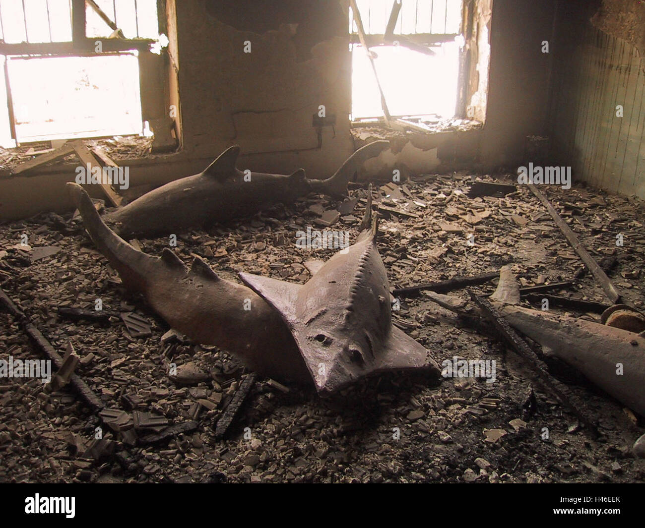 12. April 2003 weist verbrannten im Inneren des geraubten Natural History Museums in Basra, Irak. Stockfoto
