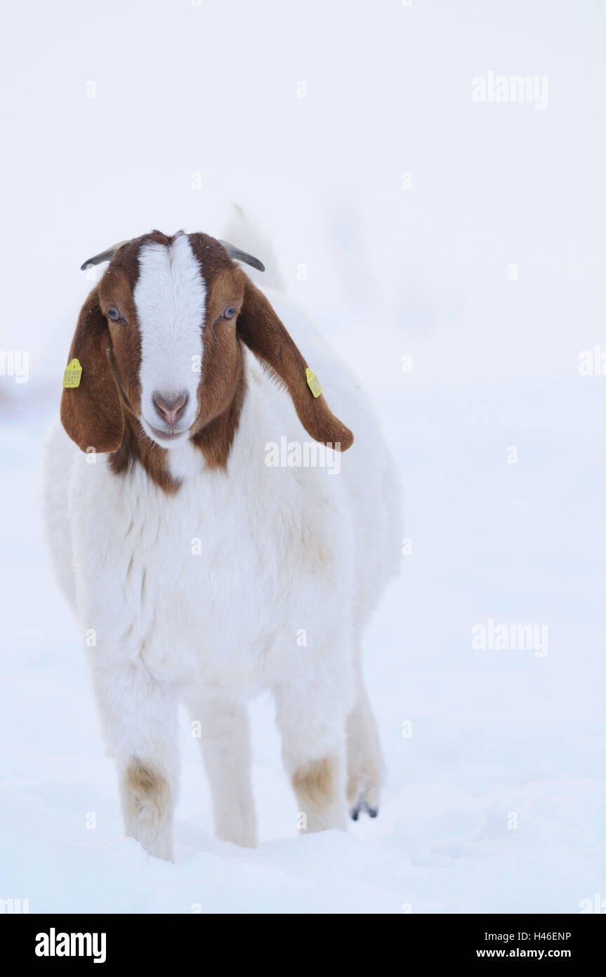 Boer Ziege Hausziege Capra Aegagrus Hircus, Jungtier, Schnee, stehend, Winter, Vorderansicht, Stockfoto