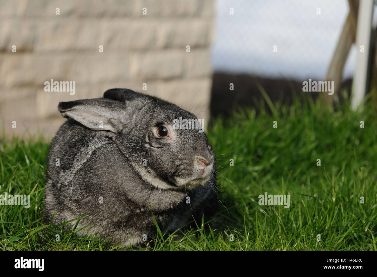 Groß Chinchilla Kaninchen, Wiese, frontal, ducken, Stockfoto