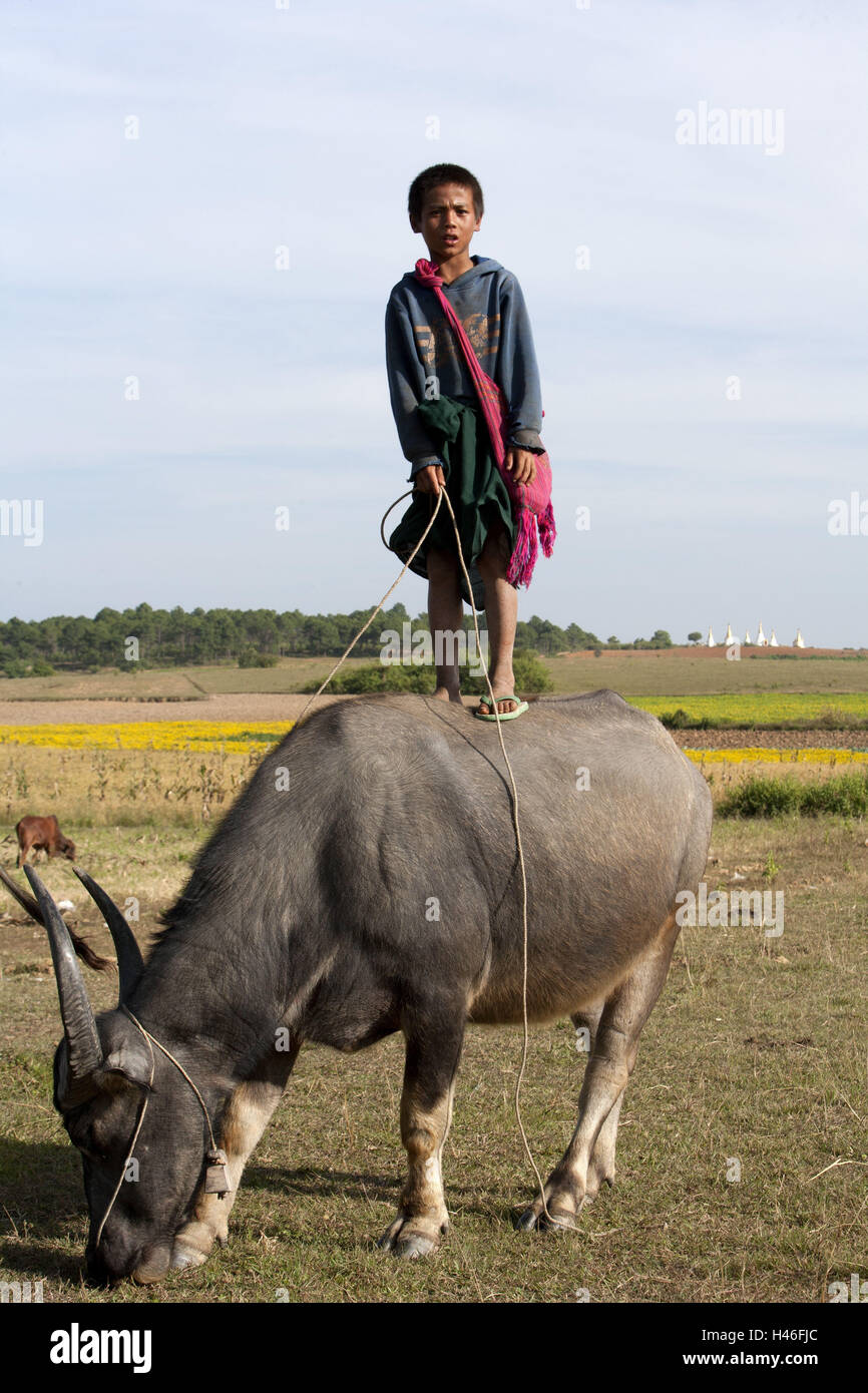 Myanmar, steht jungen auf ein Ochse, Stockfoto