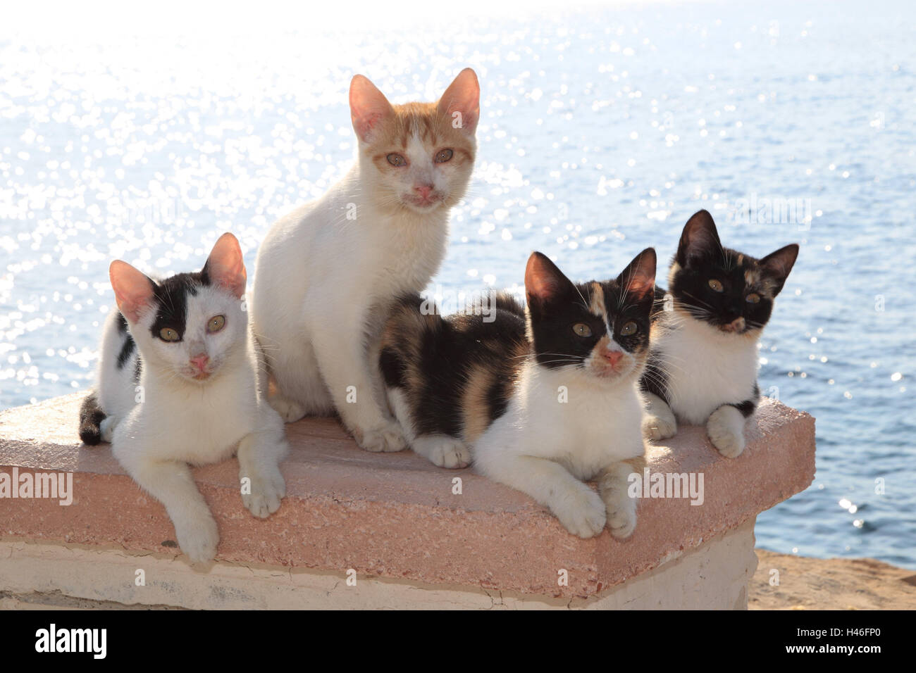 Hauskatzen, junge Tiere, vier, Hafen, Stockfoto