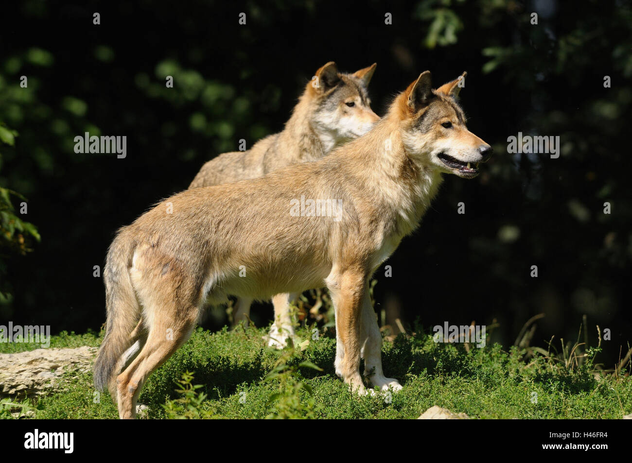 Timberwölfe, Canis Lupus LYKAON, Wiese, Rand des Waldes, Seitenansicht, Ständer, Deutschland, Stockfoto