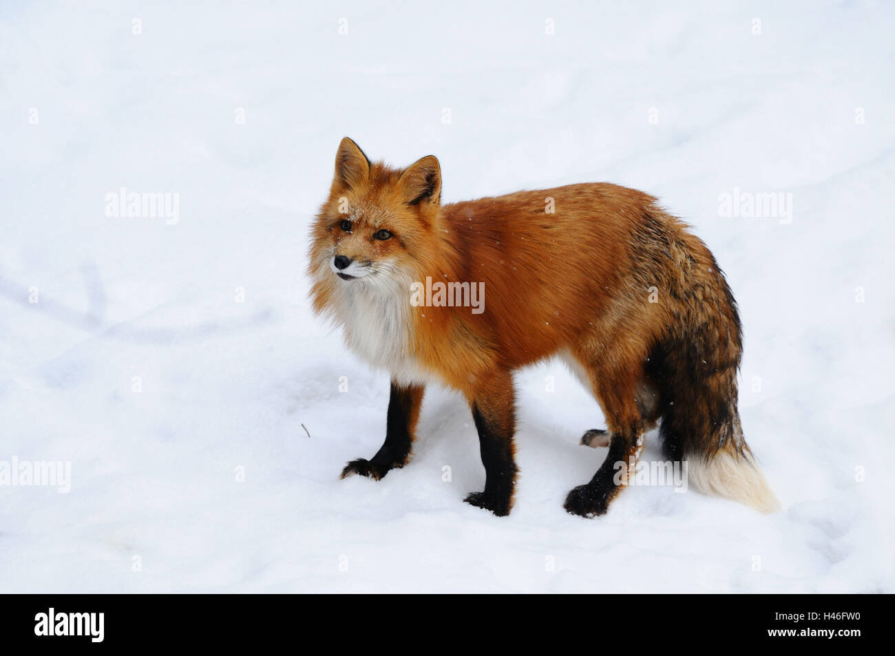 Rotfuchs Vulpes Vulpes, Schnee, Seitenansicht, Ständer, Stockfoto