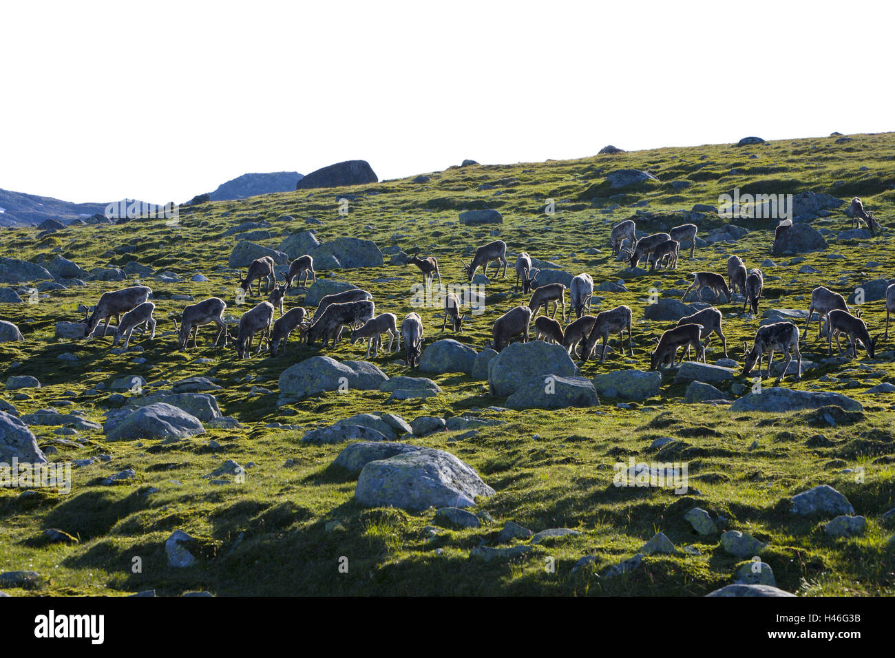 Rentiere, Valdresflya, Valdres, Jotunheimen, Oystre Slidre, Oppland, Norwegen, Skandinavien, Stockfoto