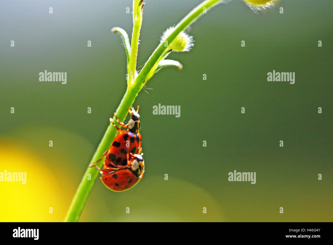 Blätter, Marienkäfer, Paarung, Käfer, Insekten, Coccinellidae, mittlere Nahaufnahme, rot, Punkte, Pflanze, Blume, Stiel, Stockfoto