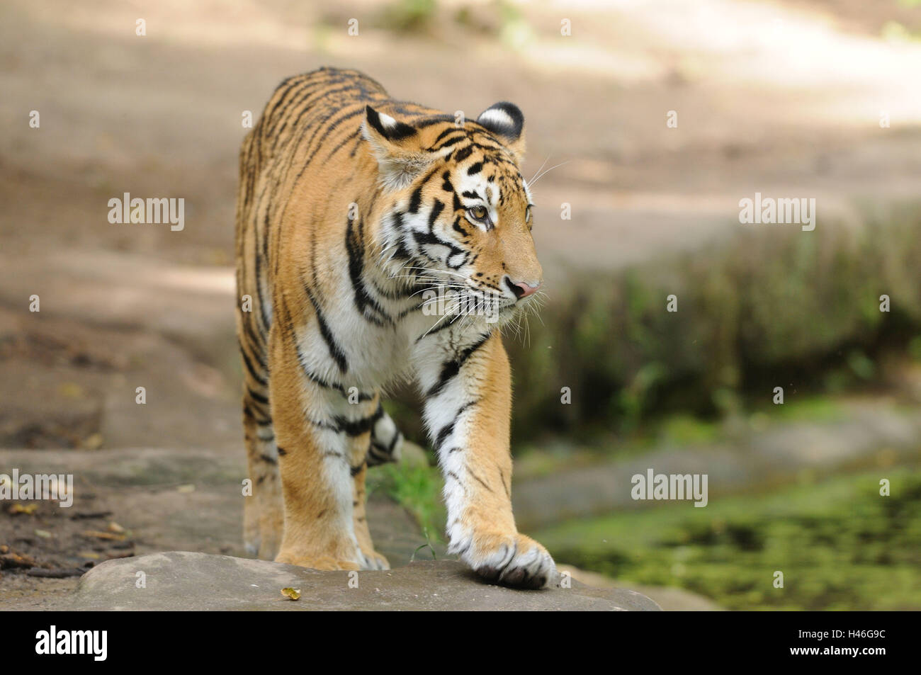 Sibirischer Tiger, Panthera Tigris Altaica, frontal, gehen, Stockfoto