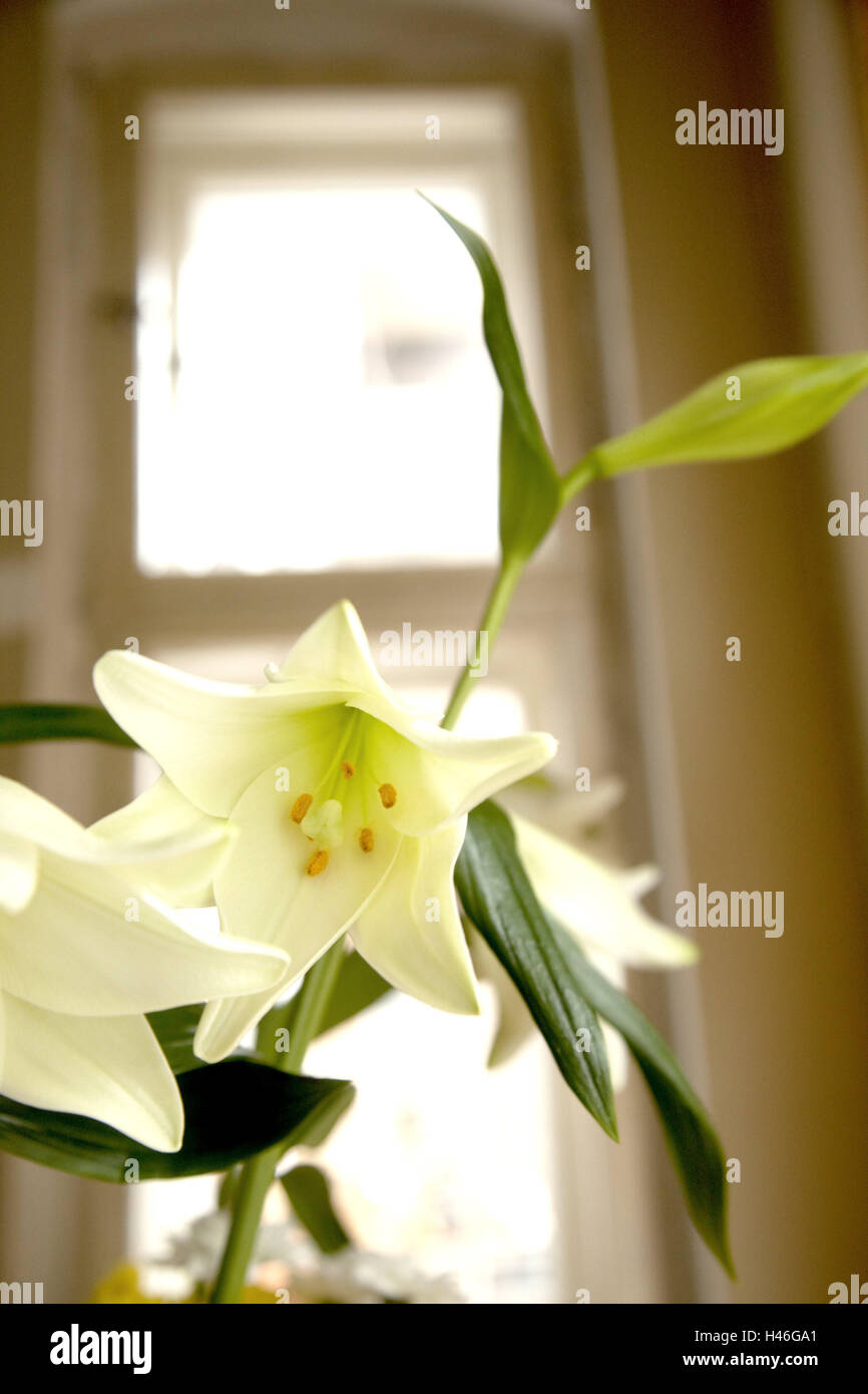 Lily, Blüte, drinnen, Blume, weiß, Lilia, Pflanze, Blume