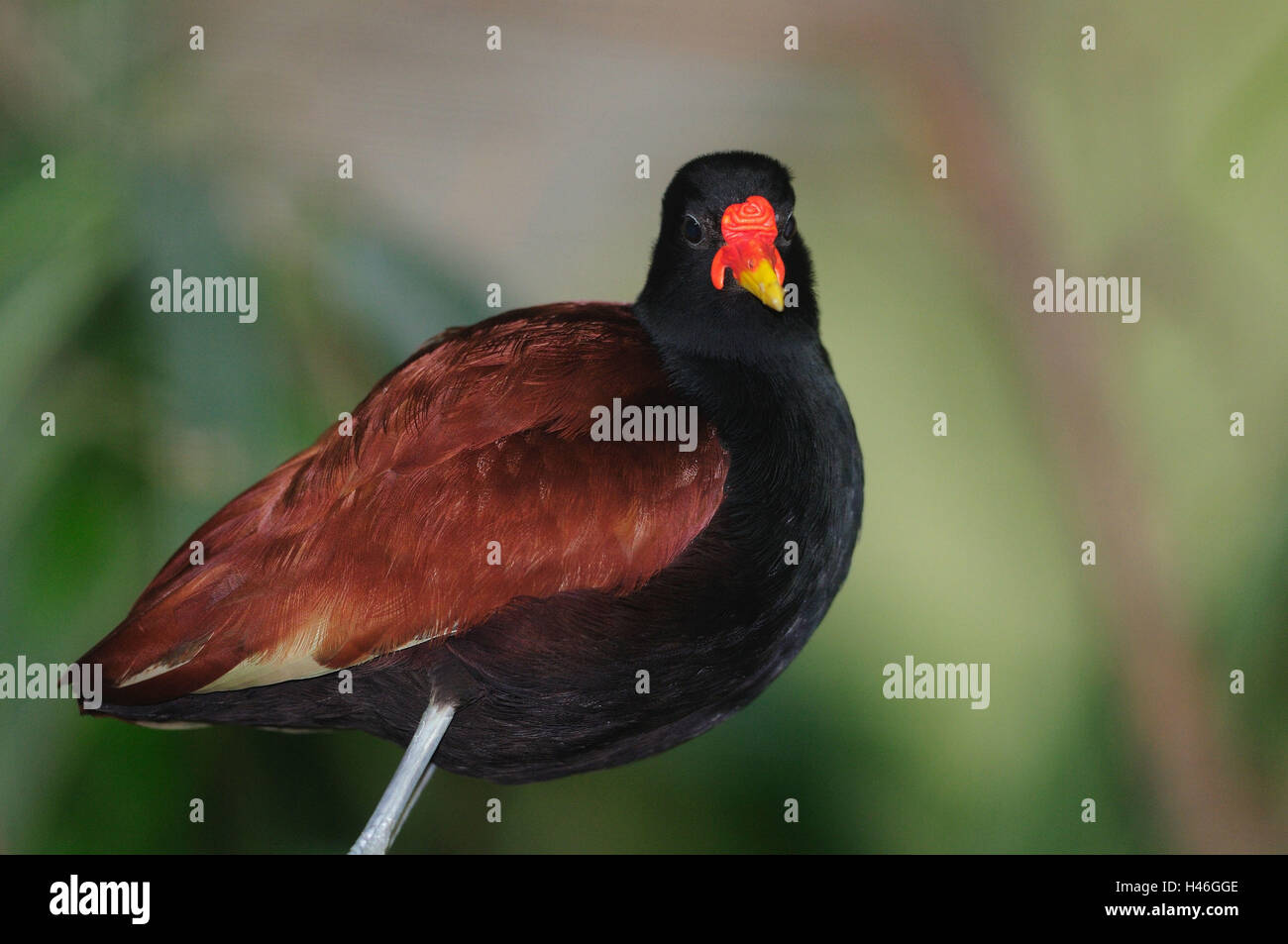 Jacana Jacana, Ständer, Shout, rote Stirn Blatt Hühner, Seitenansicht, Blick in die Kamera Stockfoto