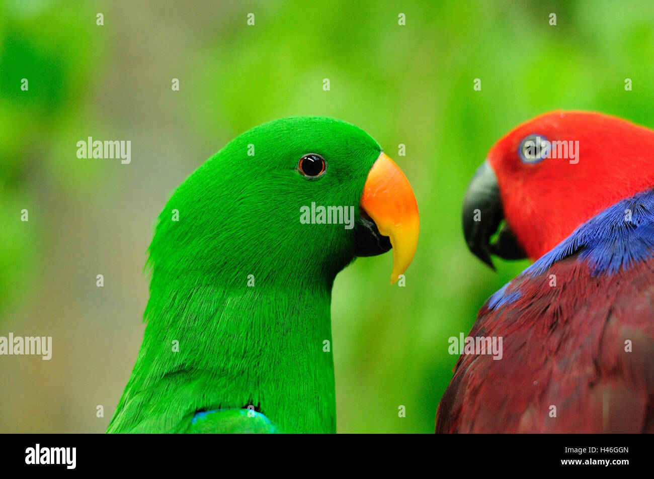 Edel Papagei Eclectus Roratus, Essen, Seite Ansicht, Zweig, Stockfoto