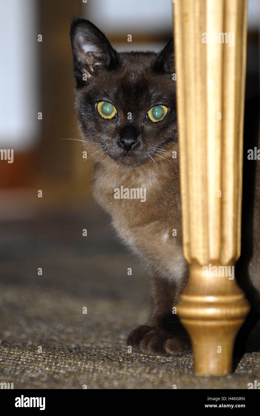 Katze, Stuhlbein, Stockfoto