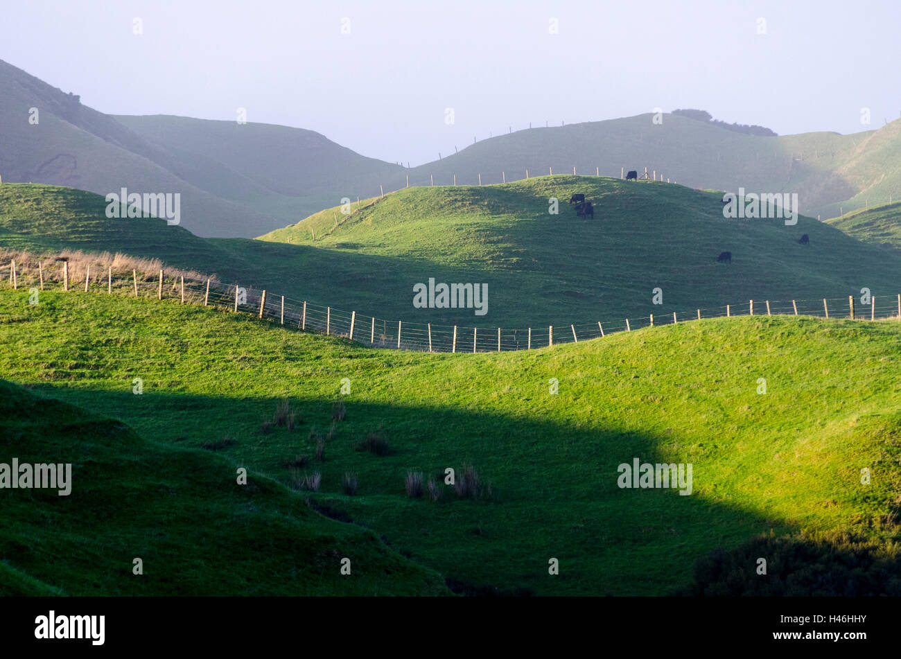 Grüne Hügel in der Nähe von Wharariki Beach, Golden Bay, Tasman District, Südinsel, Neuseeland Stockfoto