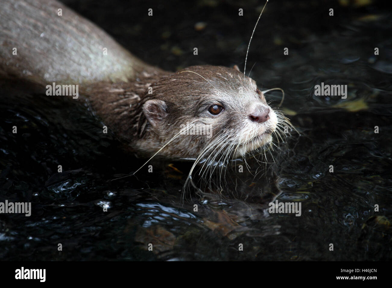 Asiatische kleine krallte Otter, Wasser, Stockfoto