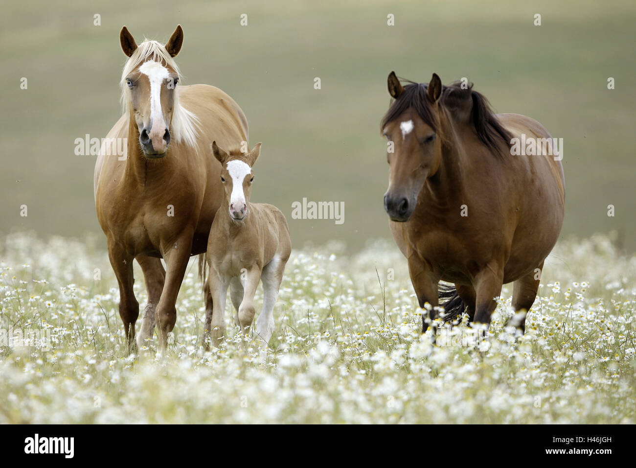 Wiese mit pferden -Fotos und -Bildmaterial in hoher Auflösung – Alamy