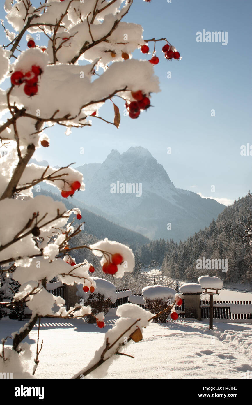 Deutschland, Bayern, Garmisch-Partenkirchen, Riessersee, Winterlandschaft, Oberbayern, Werdenfelser, Berge, Gipfel, Waxenstein, Zugspitzes, See, iceboundly, Bäume, verschneiten, frischem Schneefall, Jahreszeiten, holiday Resort, Resort, Berglandschaft, Strauch, Beeren, Winter, Schnee, Kälte, Idylle, Ruhe, Stille, niemand, Art und Weise, Garten, Vogel Haus rose Hüfte, rot, Zweige, detail, Stockfoto