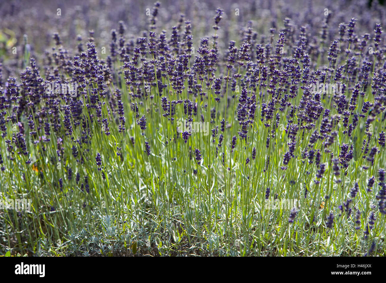 Feld, Lavendel, Lavandula Angustifolia, Blüte lila, Stockfoto