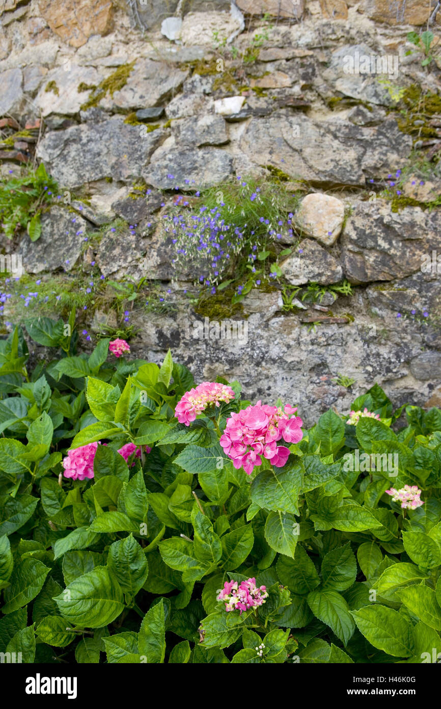 Stein Wand, Hortensien, Hydrangea spec, Blüten, rosa, Stockfoto