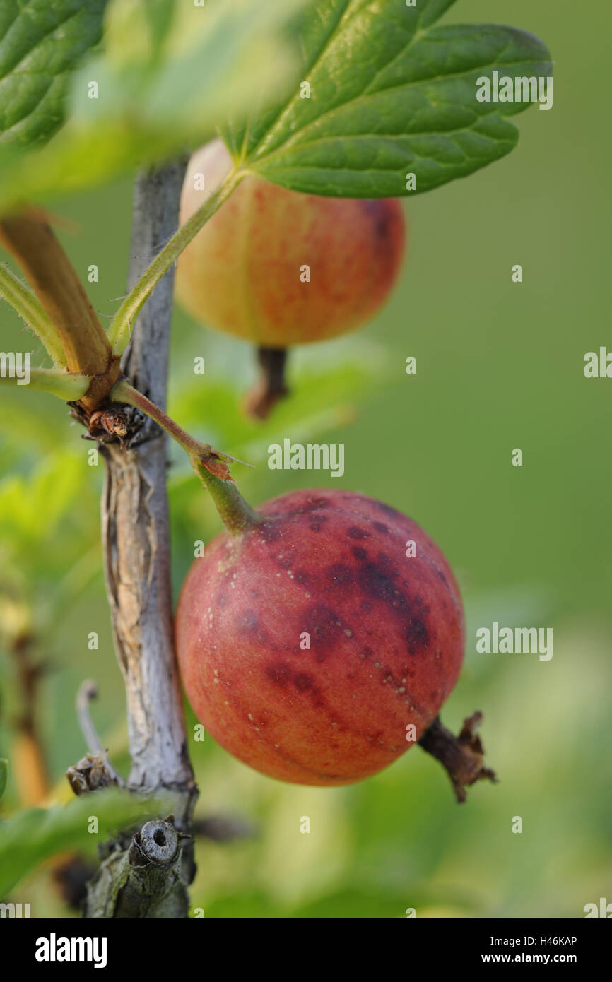 Rote Stachelbeeren, Beeren, gesunde, mittlere Nahaufnahme, reif, Stachelbeeren, Vitamine, Früchte, Obst, reich an Vitaminen, Strauch, Pflanze, rot, hängen verzweigen, Stockfoto