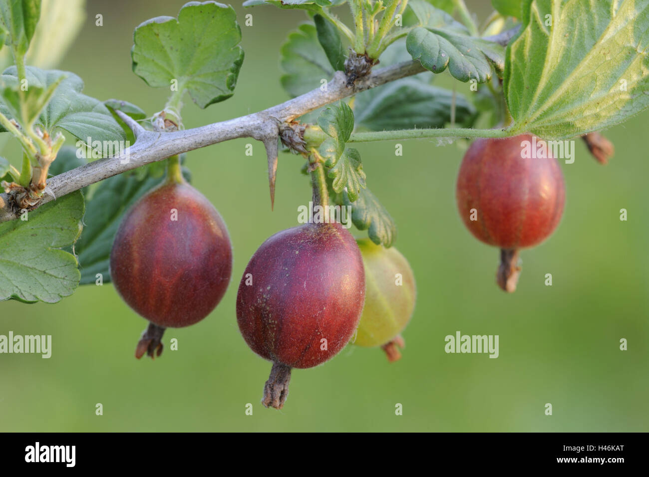 Rote Stachelbeeren Beeren Gesunde Mittlere Nahaufnahme Reif