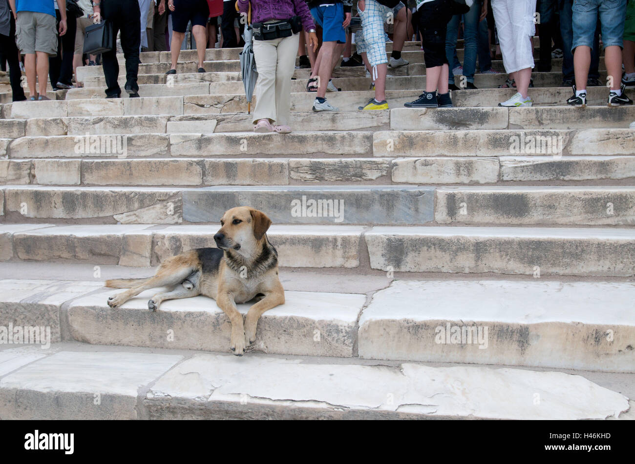 Hund liegend auf den Stufen der Akropolis, Athen, Griechenland, Stockfoto