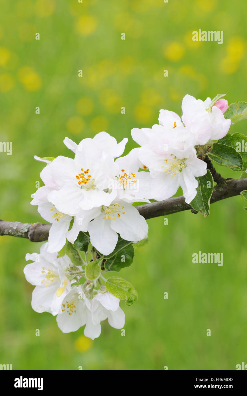 Apfelblüte, mittlere Nahaufnahme, Apfelbaum, Baum, Frühling, Obstbaum, Blüte, weiß, Blüten, leise, blühenden Baum, Botanik, Obstbaum, Landwirtschaft, Obstbau, Saison, Stockfoto
