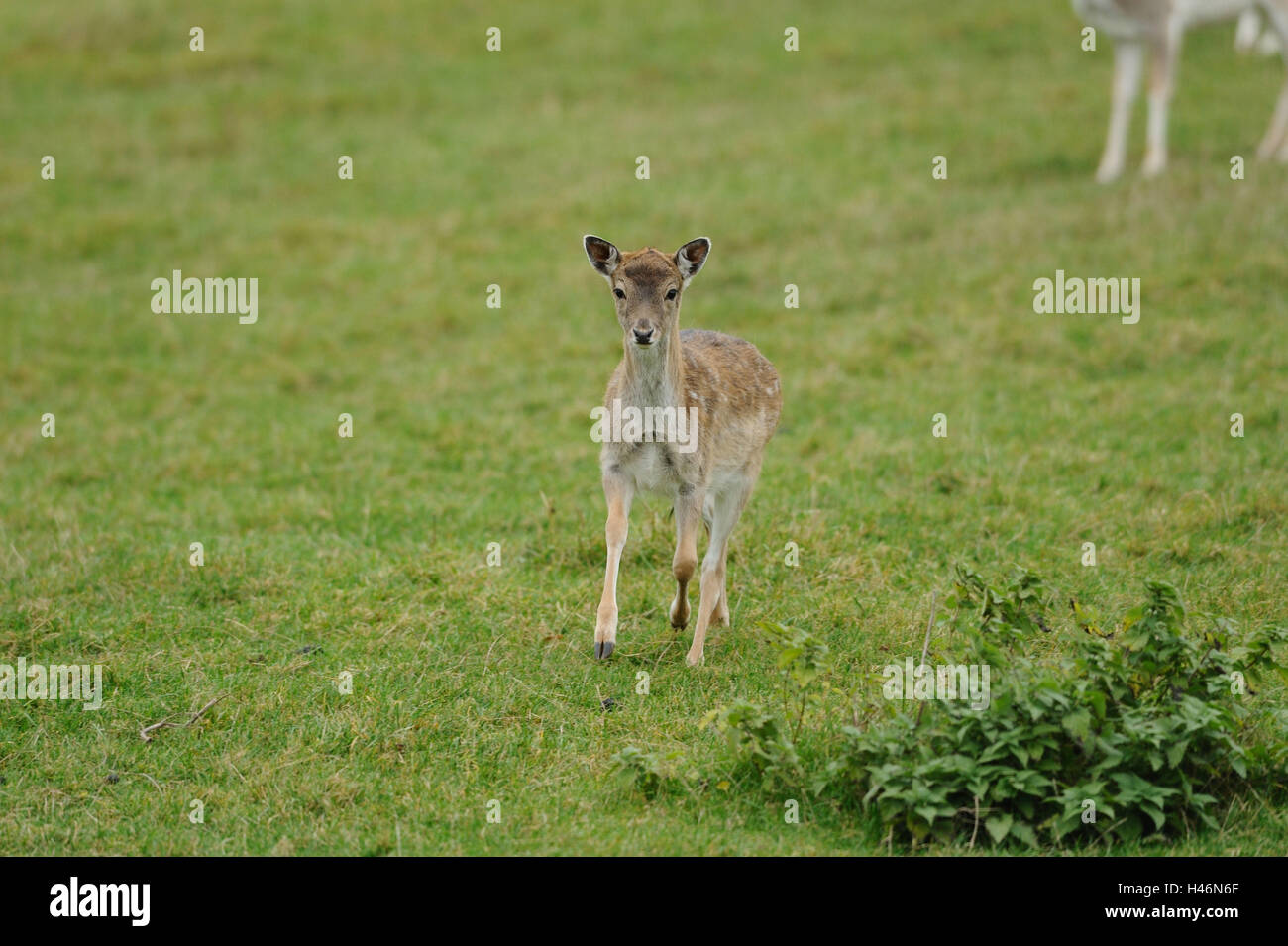 Buck, Cervus Dama, Hind, frontal, Lauf, Wiese, brach im Sommer, in der Kamera anzeigen Stockfoto