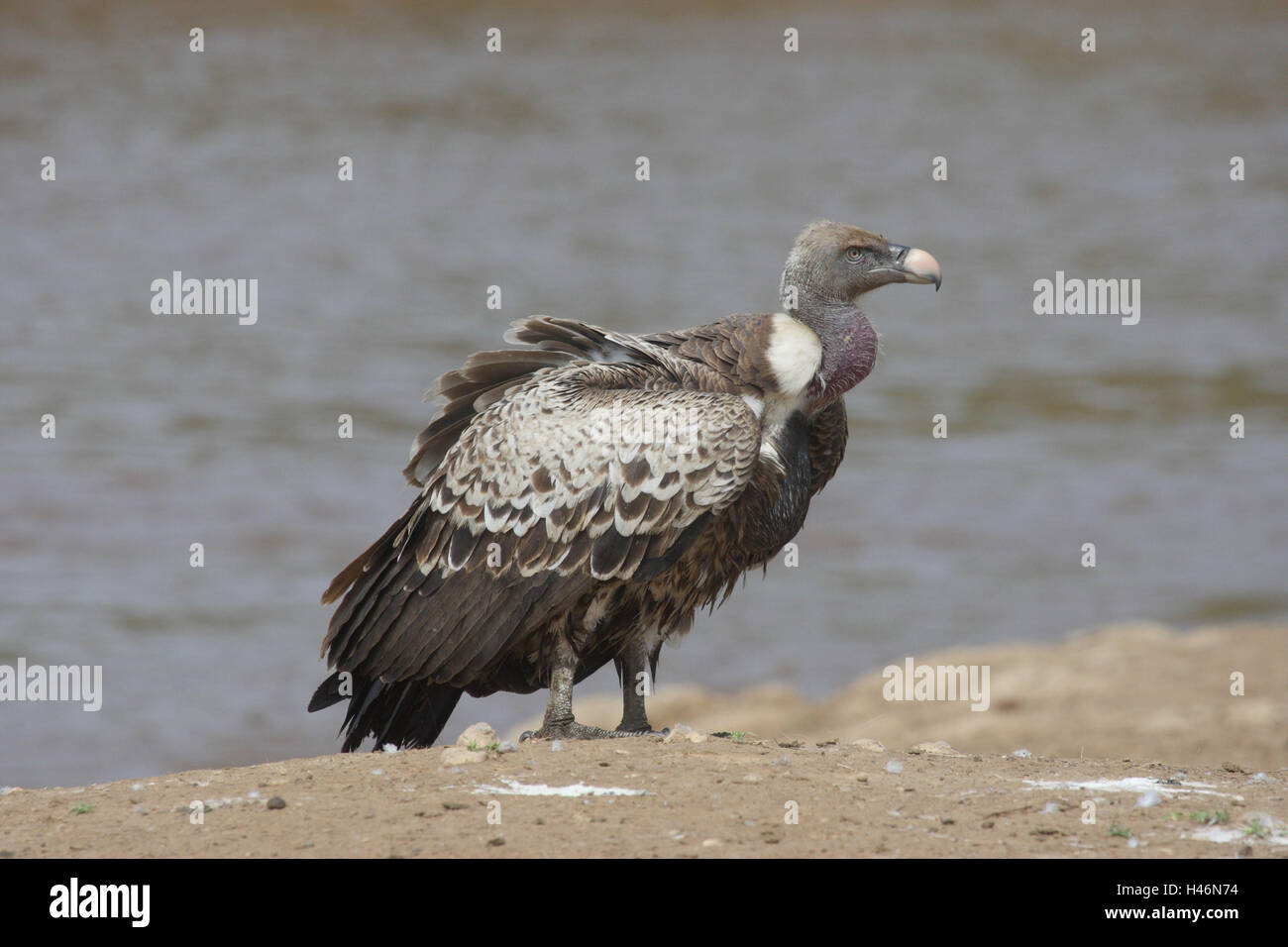 Weiße Rückseite Geier am Ufer, Stockfoto