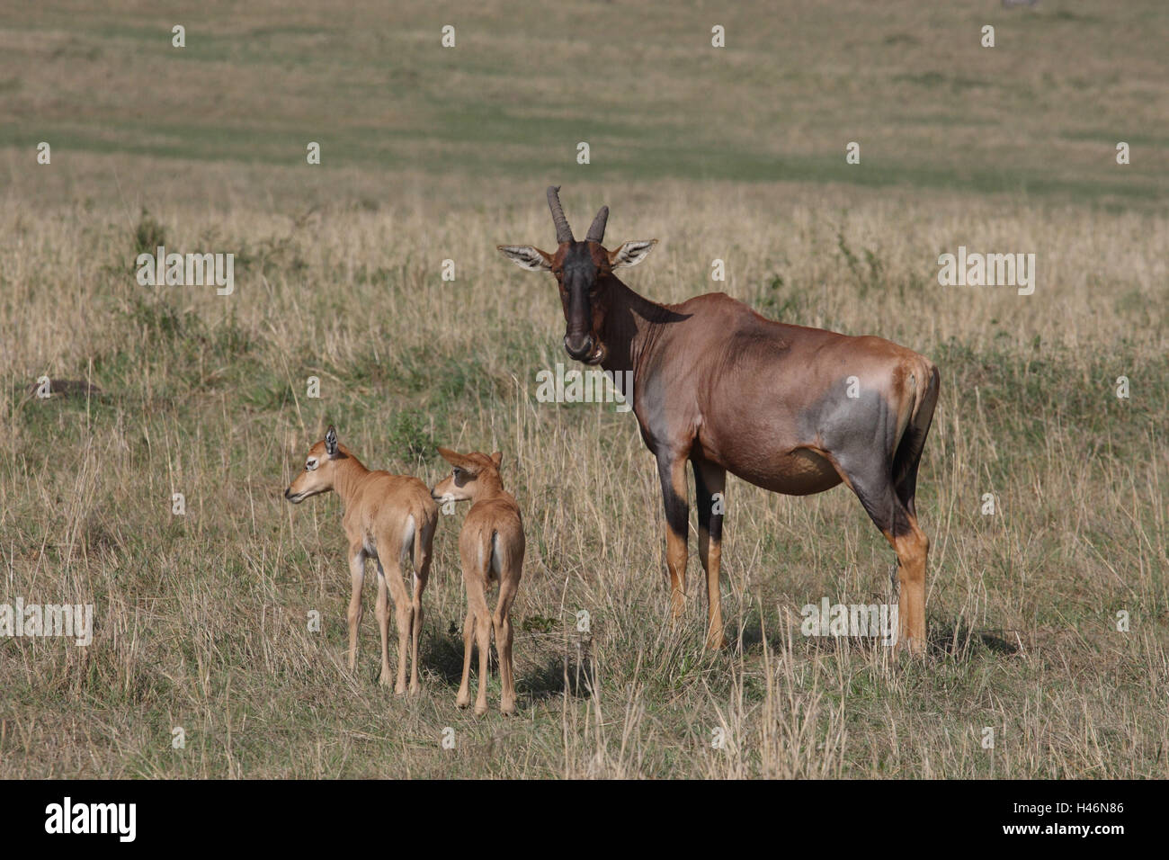 Lyra Antilope mit Jungtieren, Stockfoto