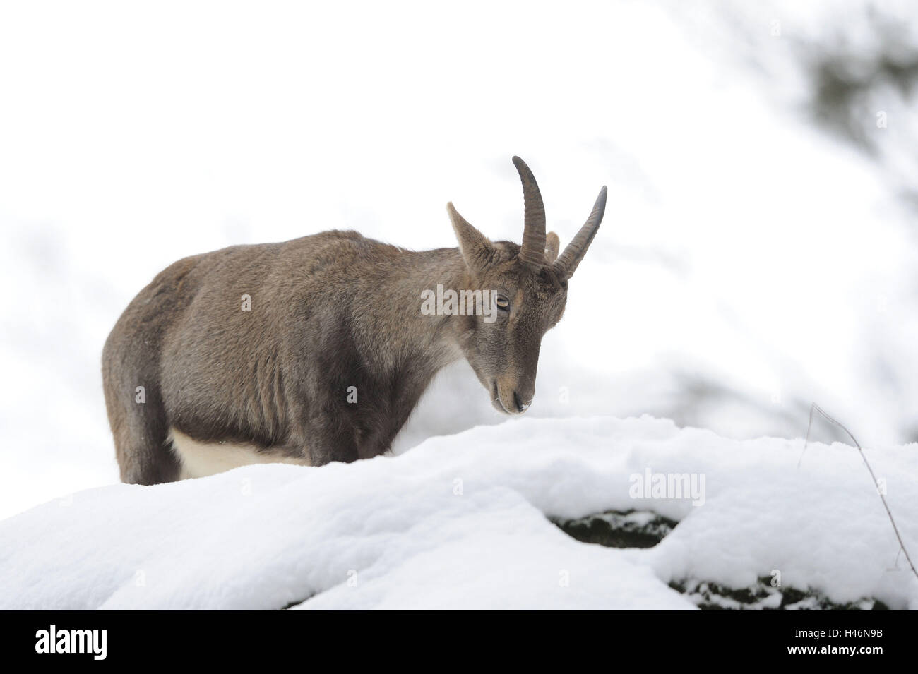 Alp Steinbock, Capra Ibex, Seitenansicht, Go, Schnee, winter, Stockfoto