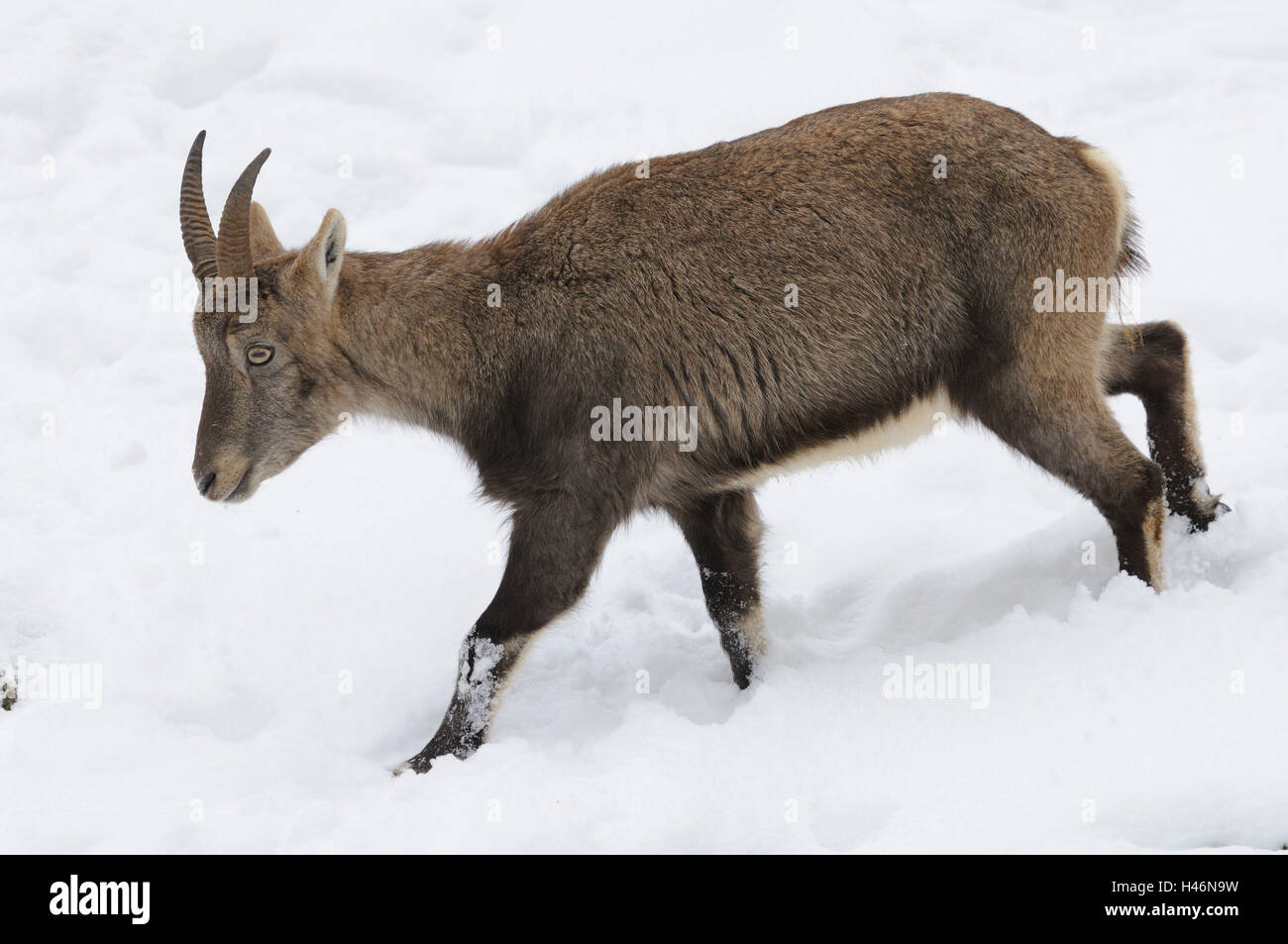 Alp Steinbock, Capra Ibex, Seitenansicht, Go, Schnee, winter, Stockfoto