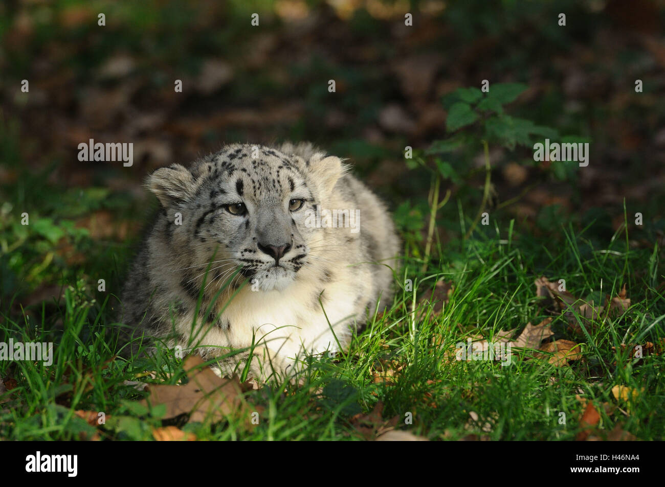 Snow Leopard, Uncia Uncia, junges Tier, frontal, Lüge, Rasen, Stockfoto